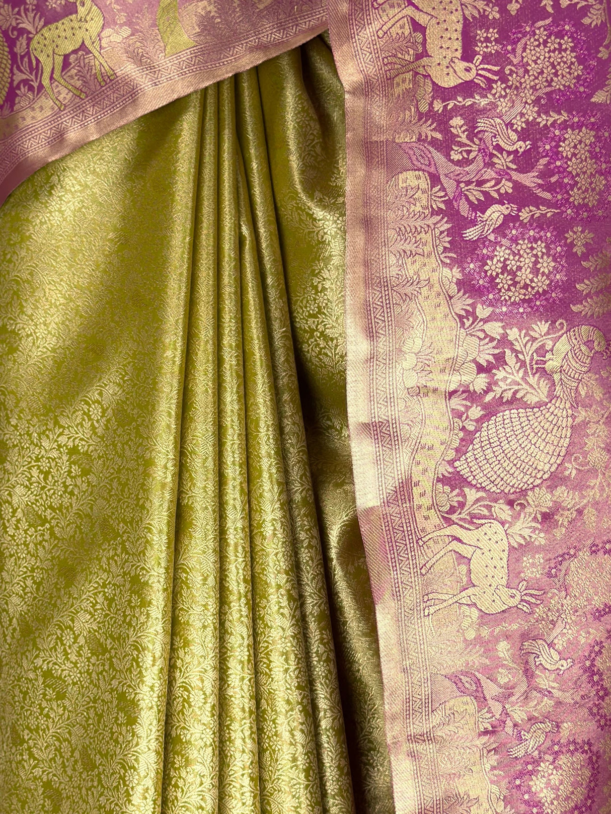 MIMOSA Saree Saree — fleets shot full lifestyle